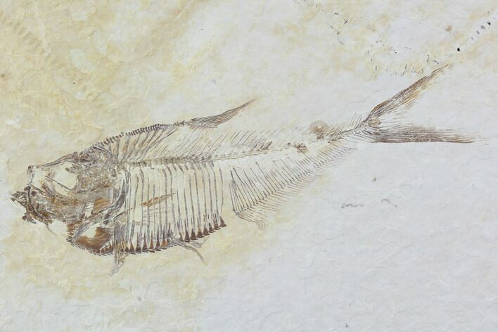 Diplomystus Fossil Fish - Wyoming #93987